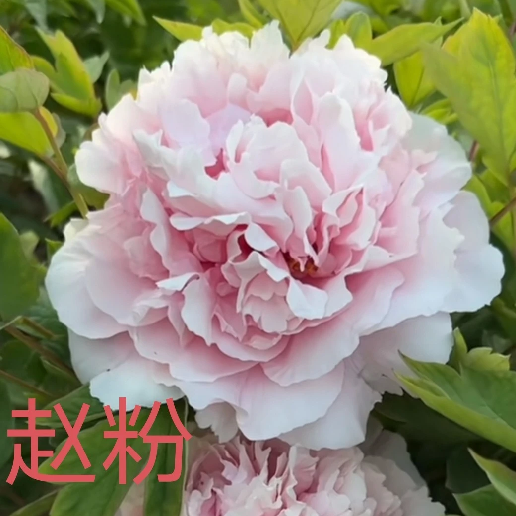 牡丹四大名品,先发肥料,秋天发苗。姚黄,魏紫,豆绿,赵粉