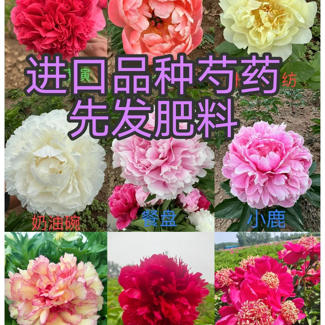 荷兰进口芍药品种,白色粉色红色黄色紫色,庭院栽培,春季开花