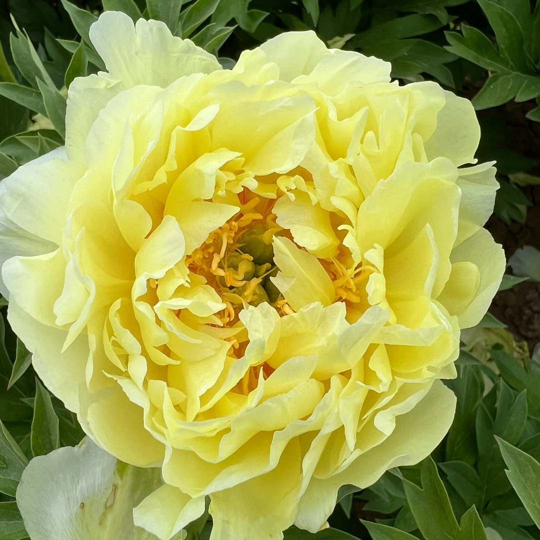 先发肥料，秋天发苗。【芭次拉】进口芍药伊藤纯黄色