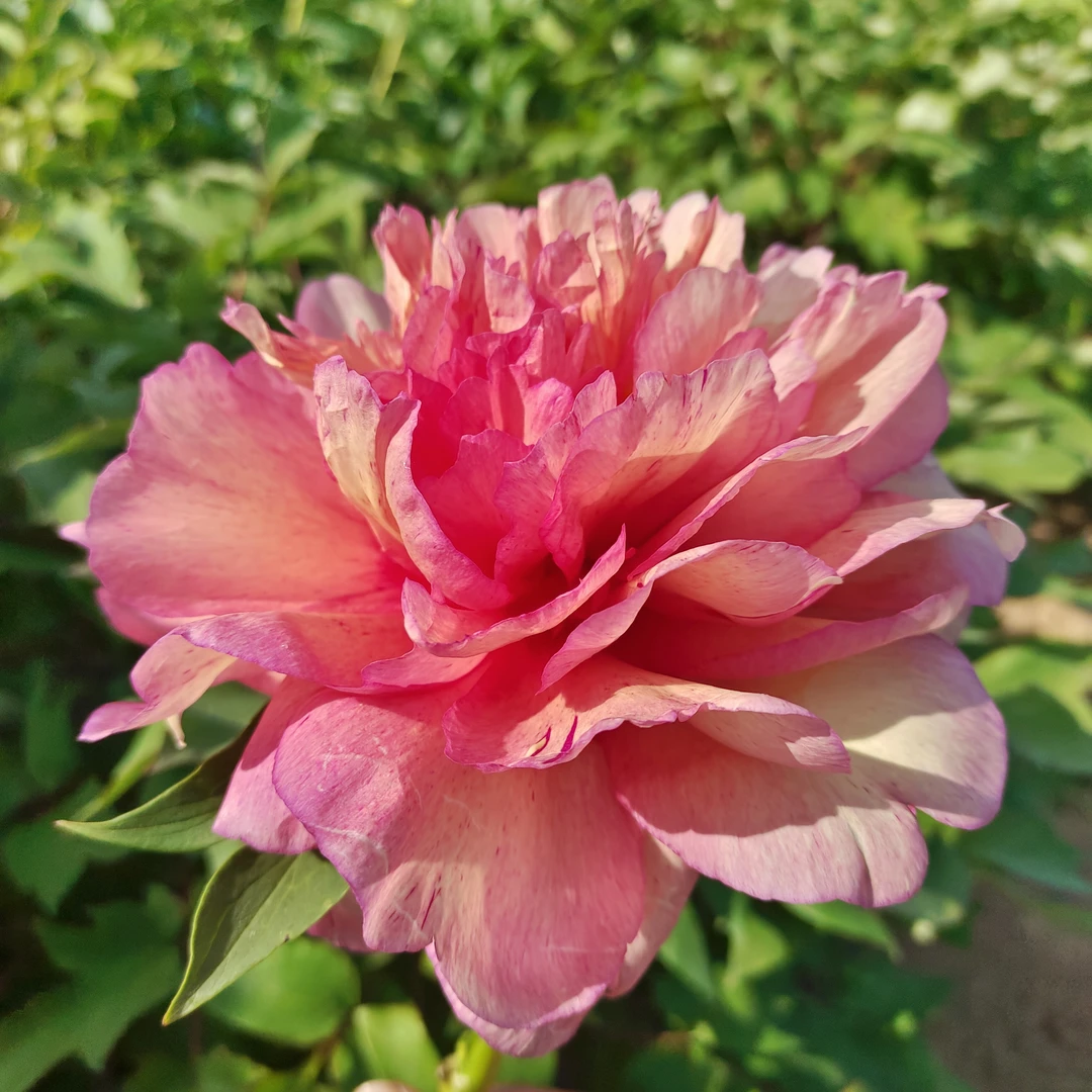 进口伊藤芍药《希拉里》看花预定秋天发苗。