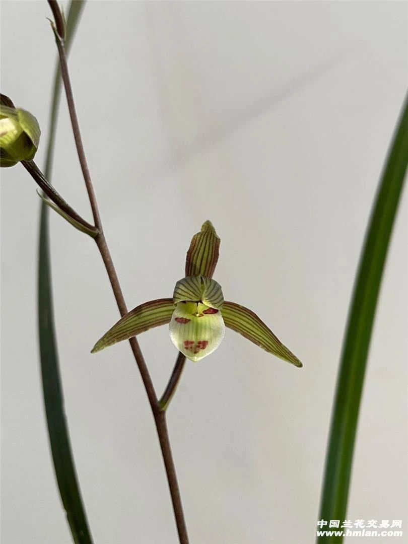 中国细叶寒兰花优雅飘逸一物一拍偏远地区不包邮顺丰到付