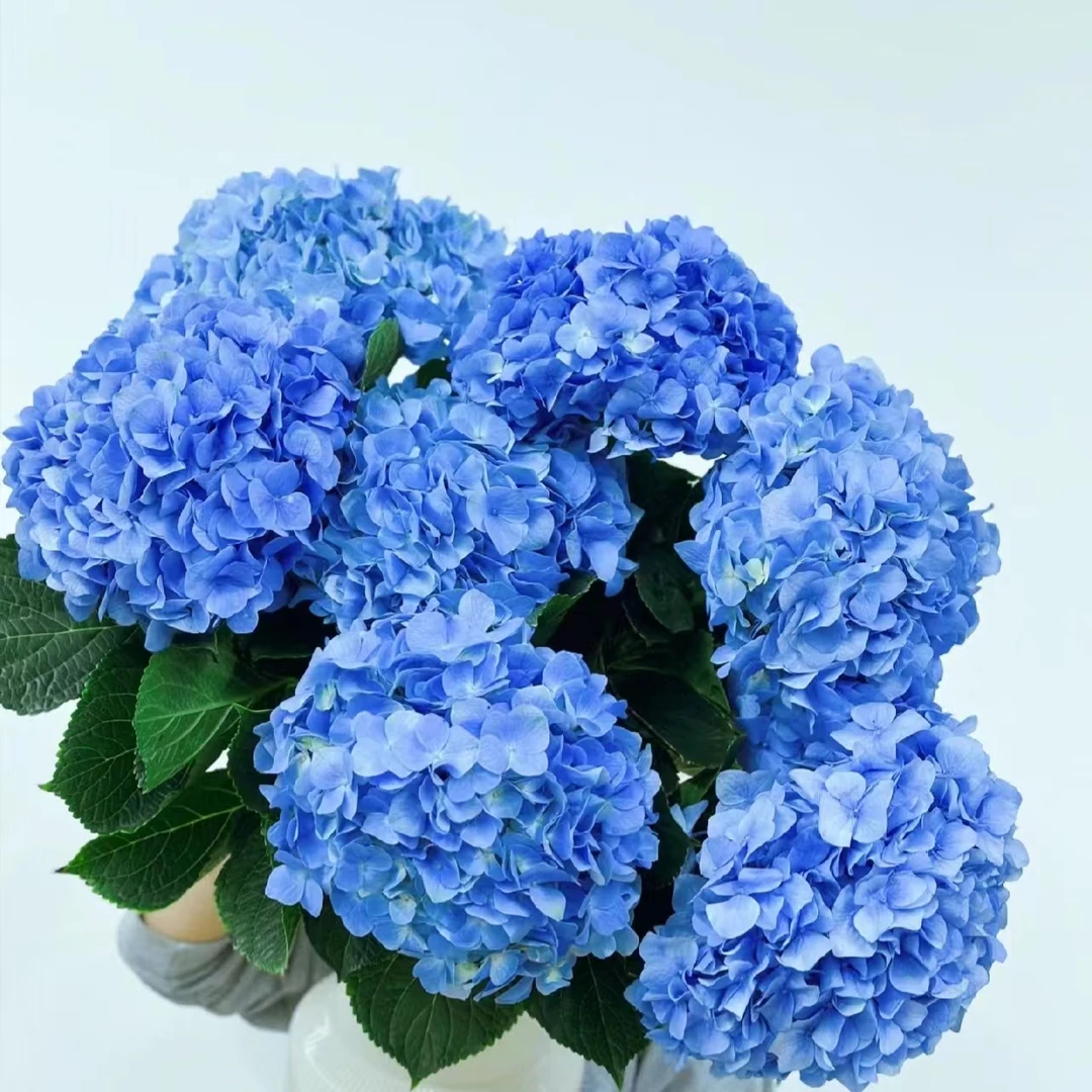 【绣球】海蓝色单瓣绣球  | 全场任意满两单鲜花顺丰包邮