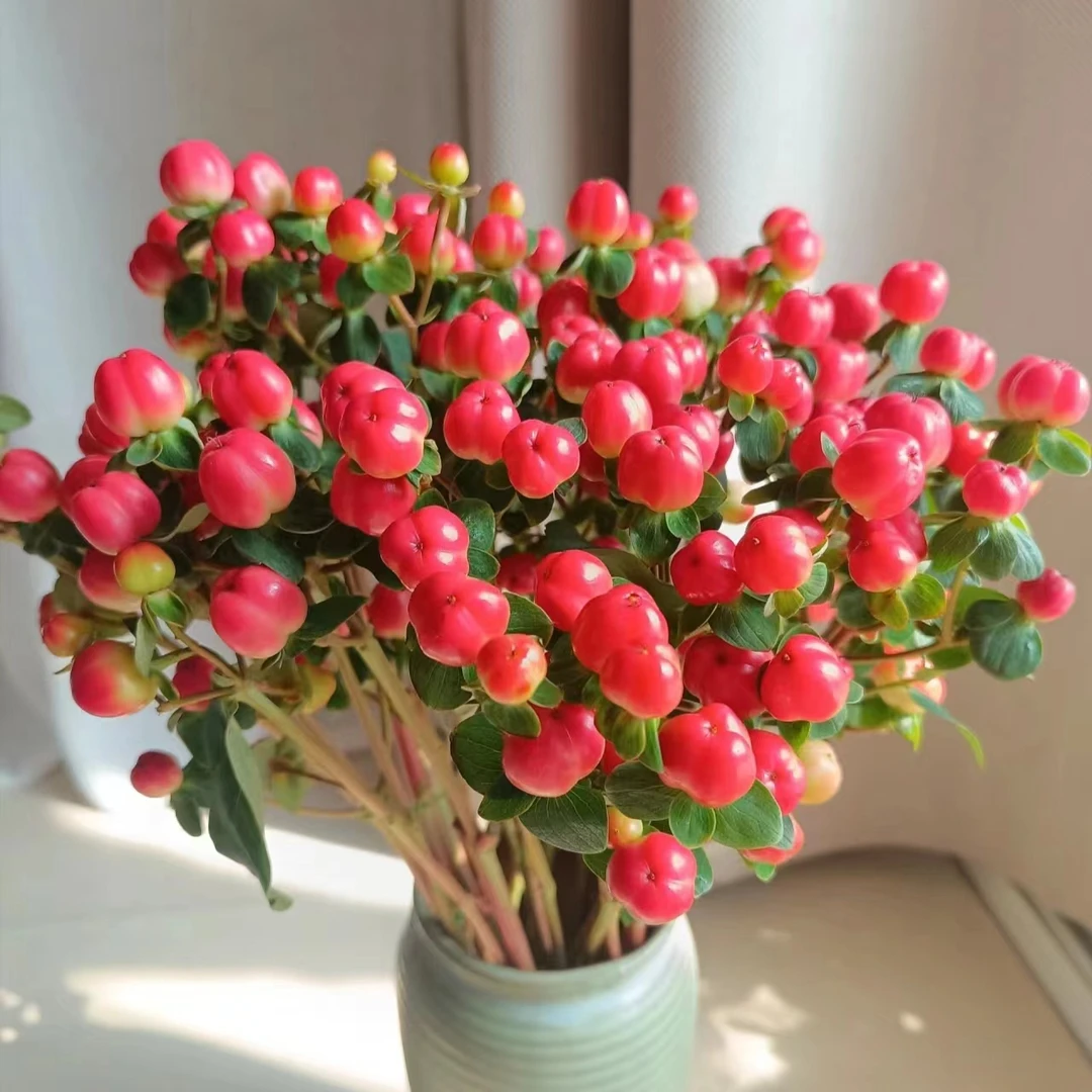 【红豆】红豆（又名火龙珠） 花期久  | 全场任意满两单鲜花包邮