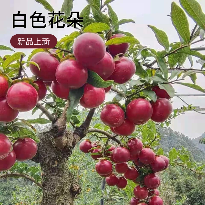 金弹子嫁接朱红血菩提带盆包邮好养活