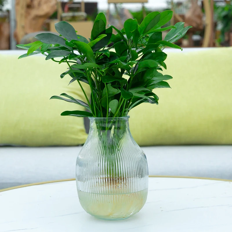 水培植物四季常青容易养活绿植室内（一物一拍）2