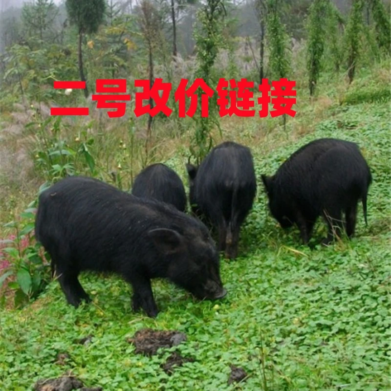 【二号改价链接】散养藏香猪，一物一拍，所见即所得，直播间现场称重。