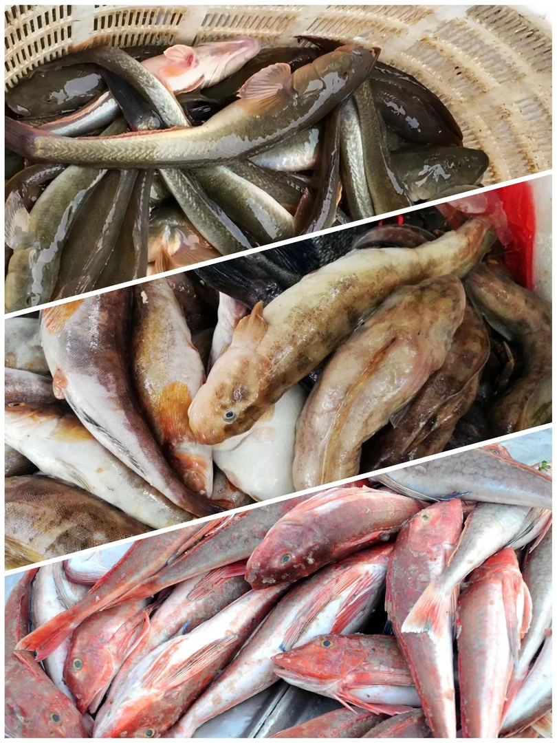 刚上岸的浅海野生海杂鱼，以直播间下单为准。
