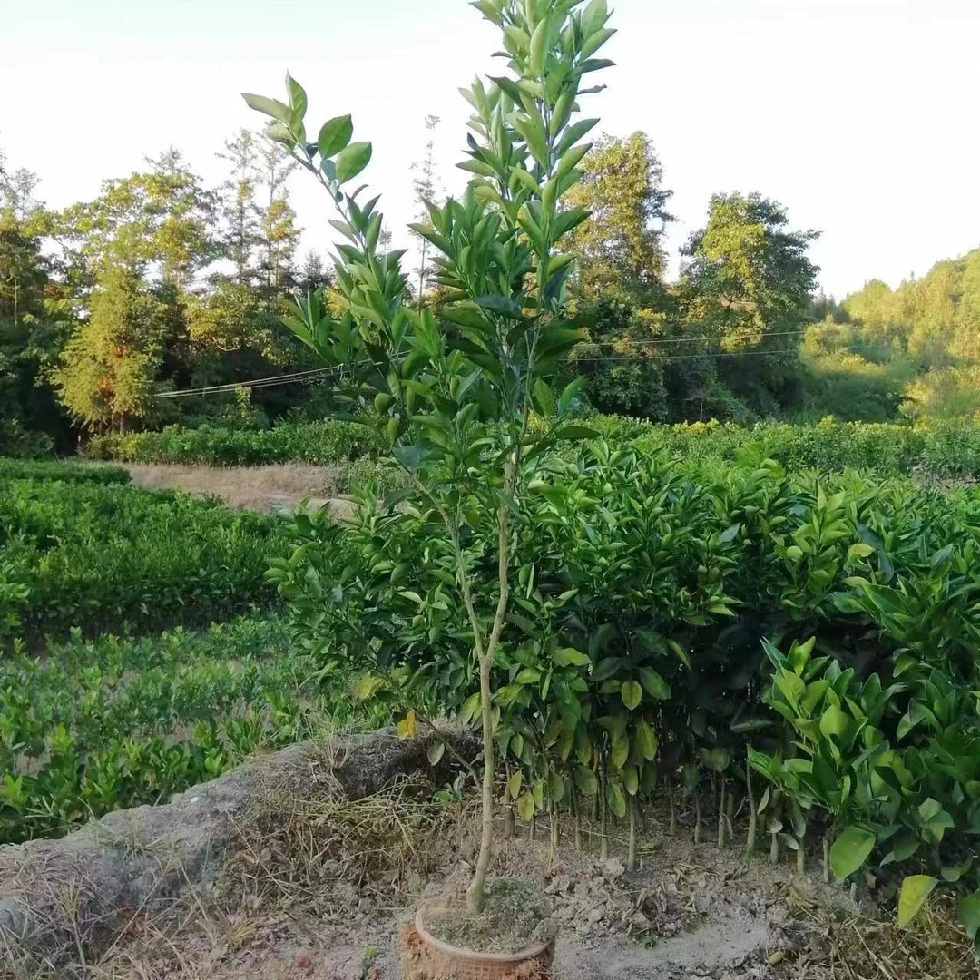 赣南脐橙苗一物一拍带盆带土15-20斤
