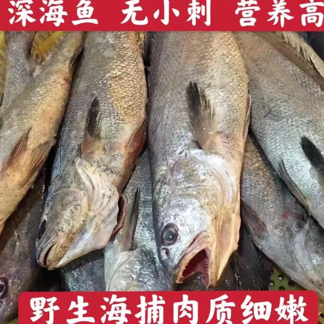 新鲜当天海捕野生鳘鱼