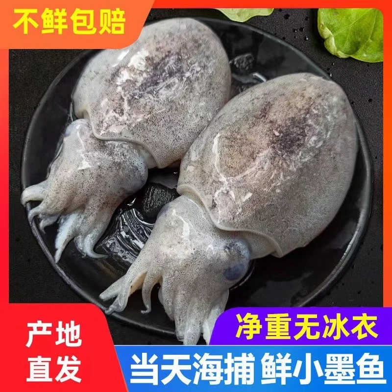 新鲜当天海捕墨鱼仔5斤装