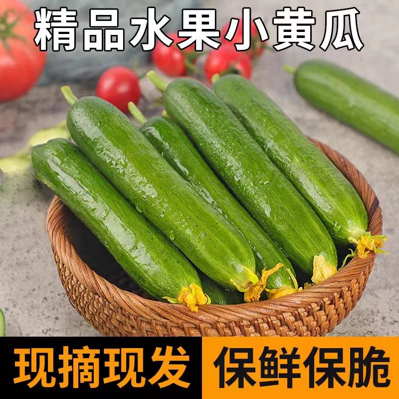 【坏果包赔】当季山东水果小黄瓜新鲜无刺生吃脆甜绿色健康整箱