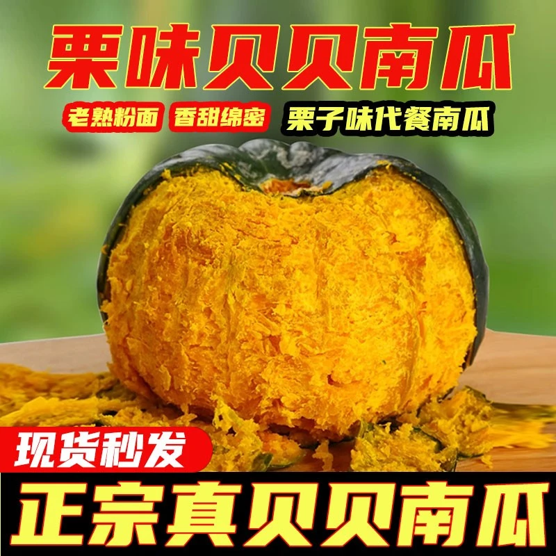 【不粉包赔】贝贝南瓜板栗南瓜宝宝辅食正宗健康现摘现发粉面甘甜
