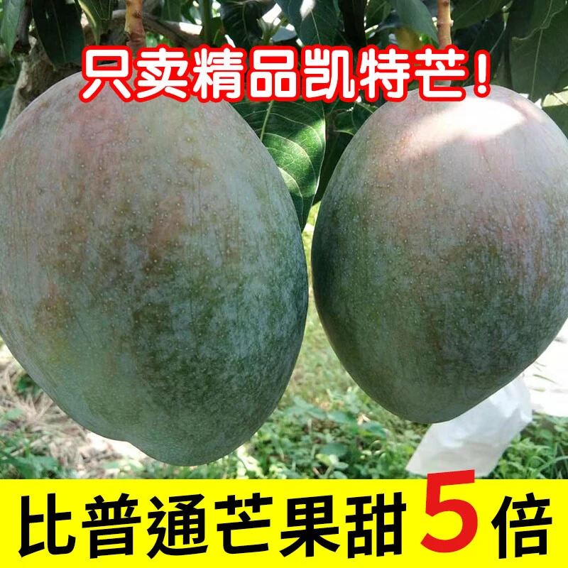 【支持比价】四川攀枝花凯特芒果无丝大果600g新鲜坏果包赔1-9斤