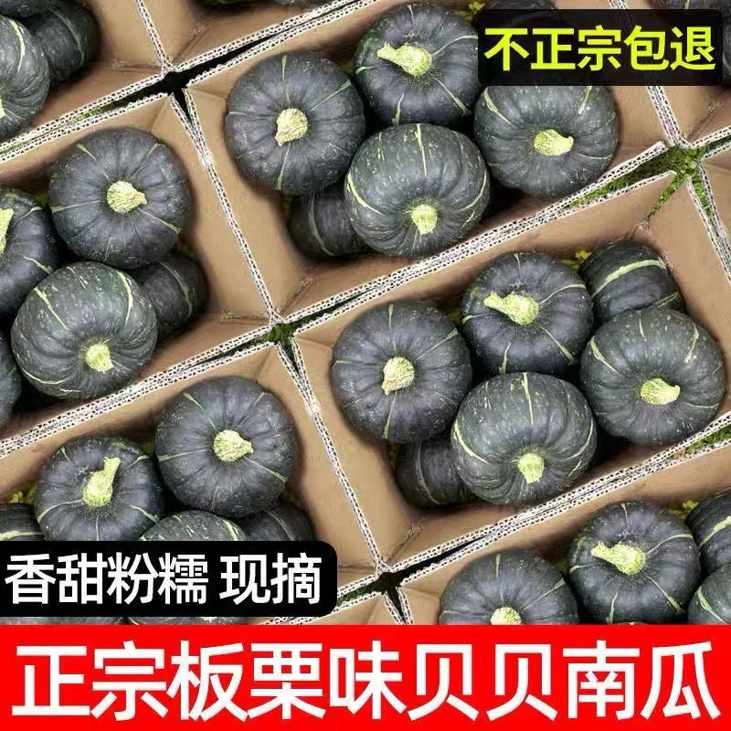 正宗贝贝南瓜香味好吃粉糯细腻香甜健康粉面香甜沙漠南瓜板栗南瓜