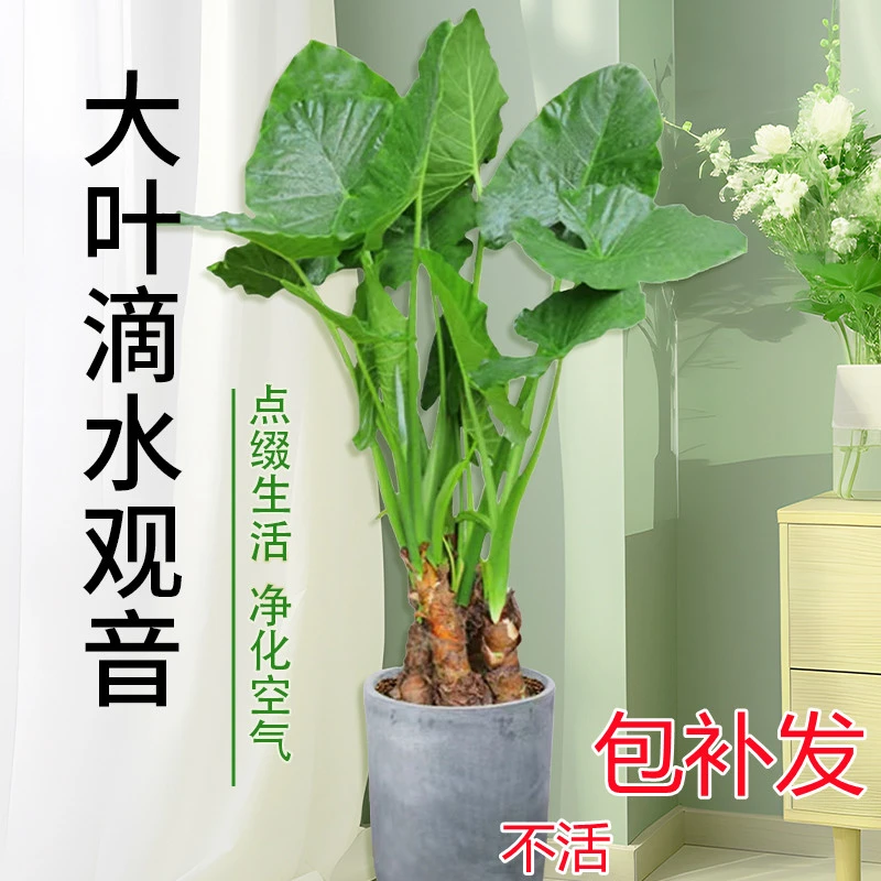 滴水观音  8-10年家老桩客厅阳台生长观赏植物
