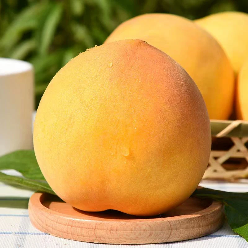 黄金蜜桃自然成熟现摘清甜精品黄金蜜毛桃子鲜嫩好吃香甜自种
