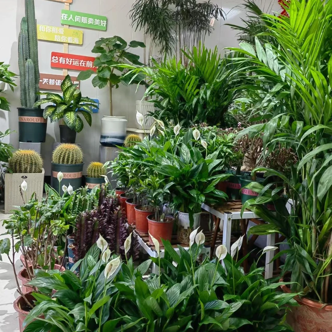 建娃的花 一物一拍 专用链接