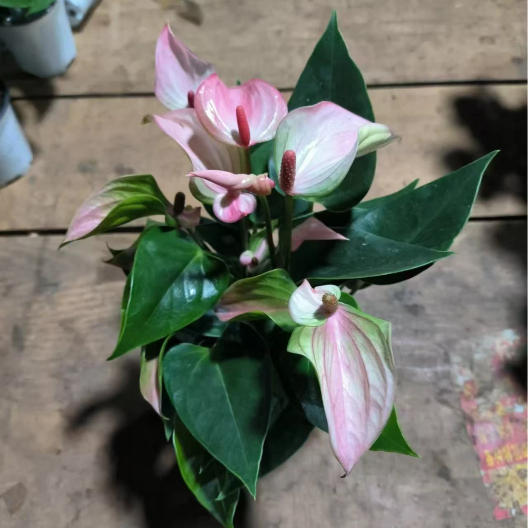 小粉掌 云南绿植精致盆栽