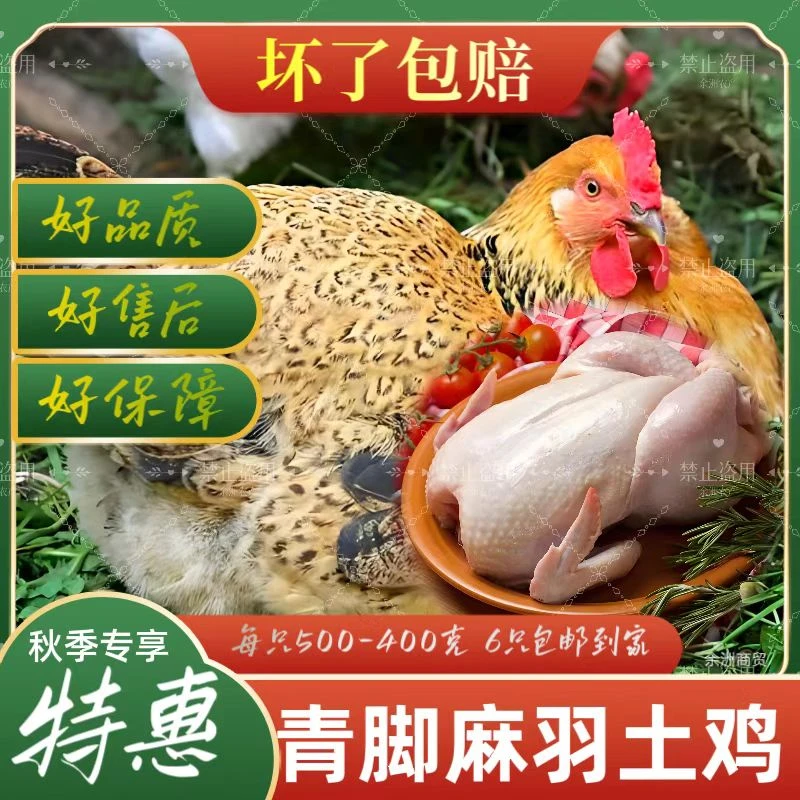 【6只】青脚麻羽土鸡放心拍新鲜包邮到家坏了包赔肉质紧实