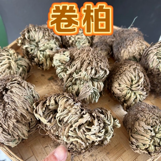 【野生卷柏】九死还魂草 农户野外采 大小个头都有250g包邮另售茯苓