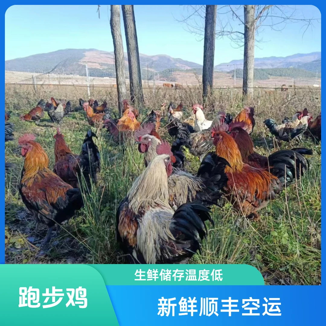 四川大凉山盐源农家乌骨鸡土鸡粮食鸡跑步鸡新鲜 包冰率10%以内