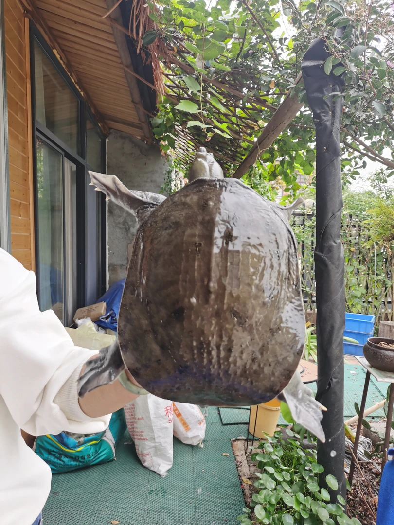 【常兴生态甲鱼】常德.十美堂.常兴生态甲鱼.保鲜保活（一物一拍）