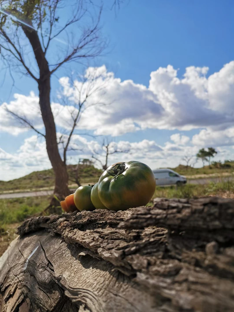 张小蕃草莓番茄迷你小小果60克以下(儿童专享)，净重4斤