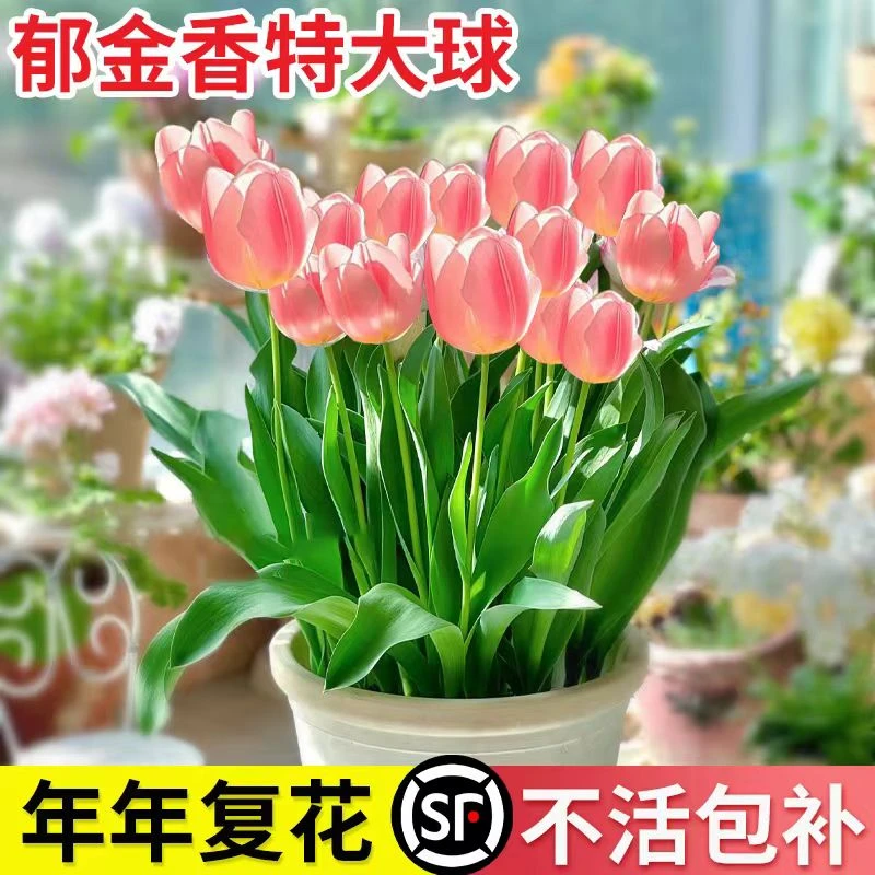 【警惕假种球】正品郁金香荷兰进口大球水培耐寒种球秋冬季种植花卉