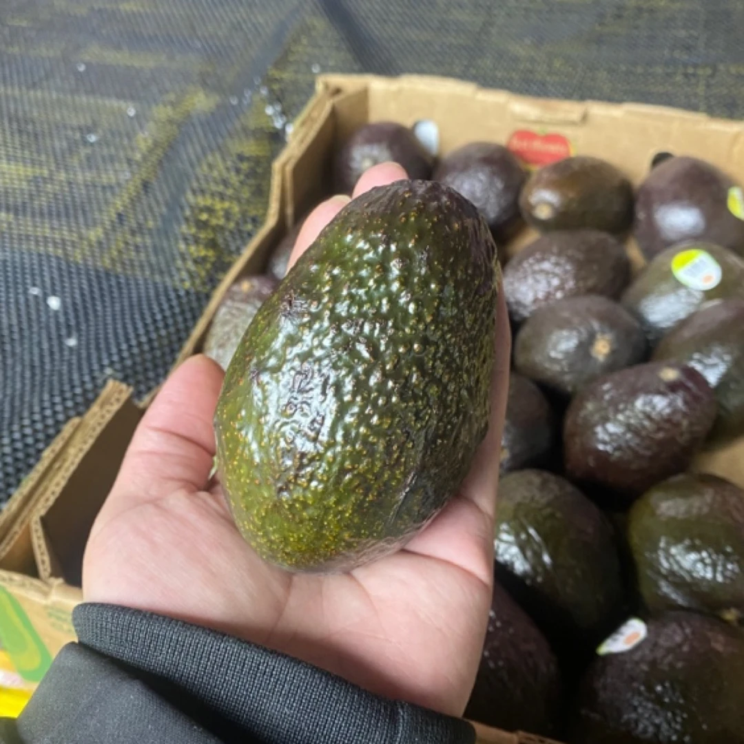 【满50】（同城一小时送达）牛油果一个