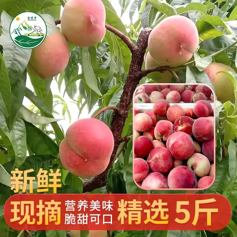 现货现摘大别山金寨桃子新鲜脆甜多汁精选大果时令应季水果5斤装