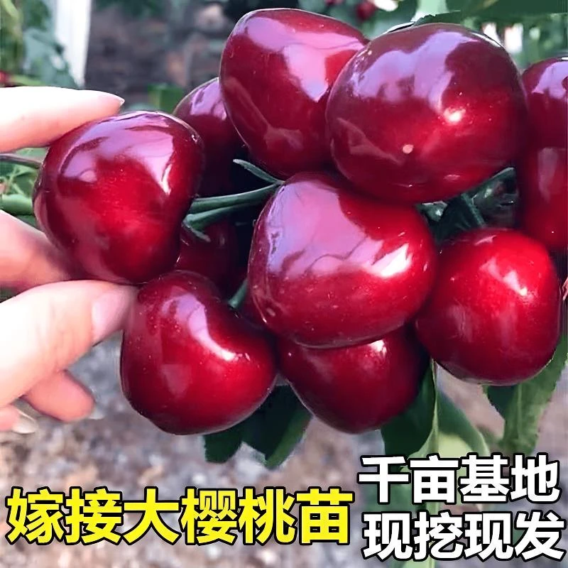 【正宗车厘子树苗】樱桃苗盆栽地栽南方北方种植阳台庭院樱桃果树苗
