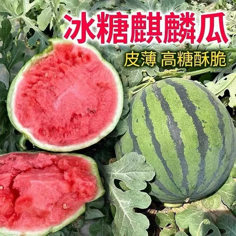 正宗新鲜冰糖成熟瓜现摘皮薄多肉多汁美都麒麟西瓜当季水果整箱邮