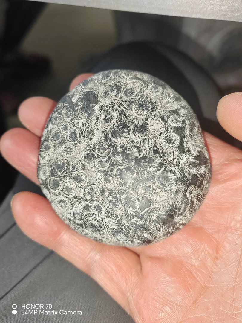 天然化石手把件（一面光滑圆润，一面略粗糙）