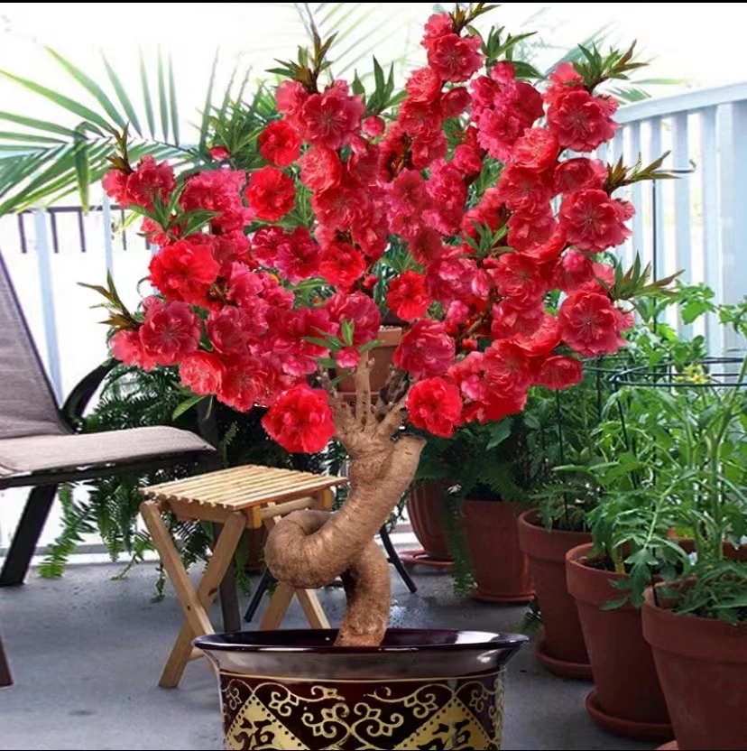 涵-寿星桃梅花苗造型盆景苗  盆栽地栽耐寒花卉带花苞带土球发货