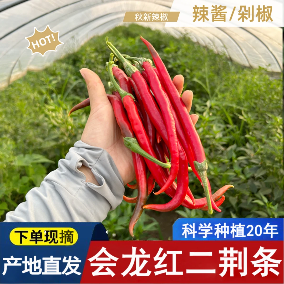 2025新茬二荆条辣椒红线椒辣酱剁椒专用红辣椒自家种植中辣皮薄