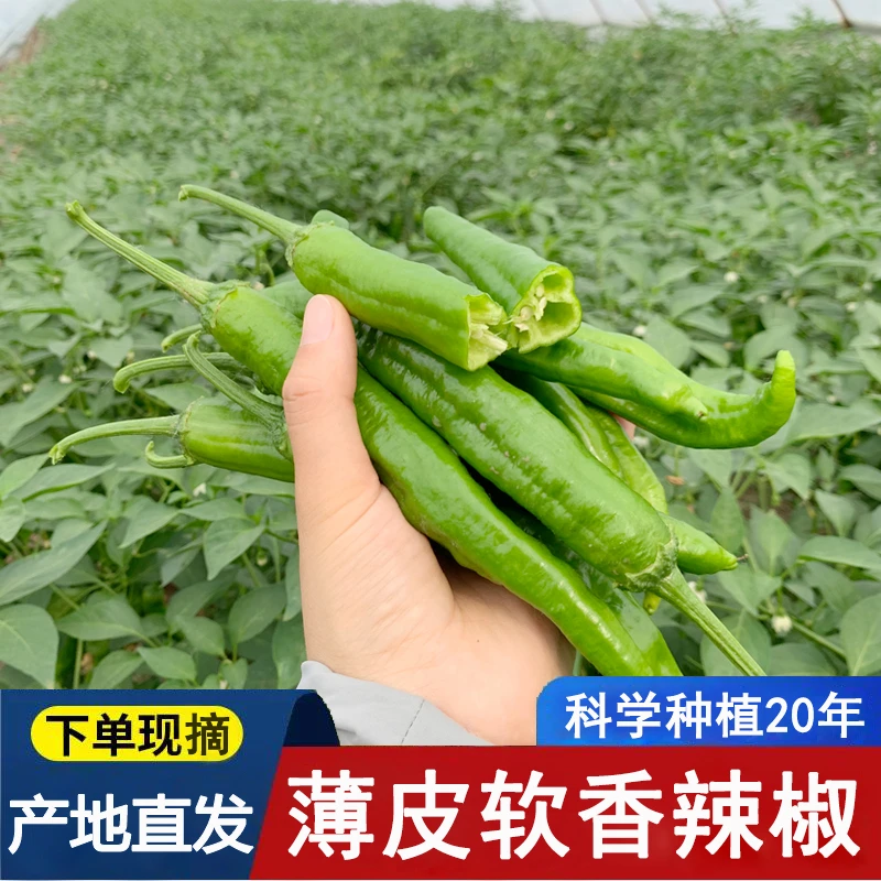 正宗湘研55号软香辣薄皮辣椒虎皮青椒微辣牛角椒当季新鲜蔬菜辣椒
