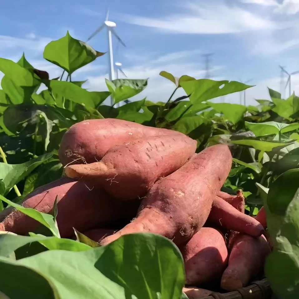 云南农家种植新鲜红薯当季西瓜红蜜薯