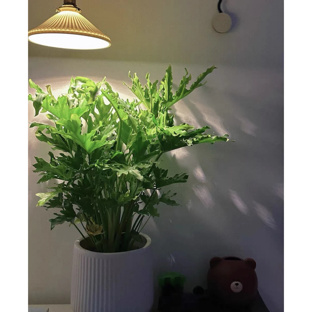 春羽盆栽室内吸甲醛水培观叶植物春雨办公桌四季常青大盆绿植花卉