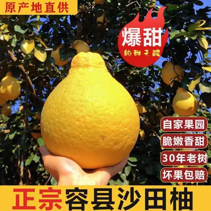 袋装【广东广西专享】正宗容县沙田柚清香蜜甜老树果5000g包邮