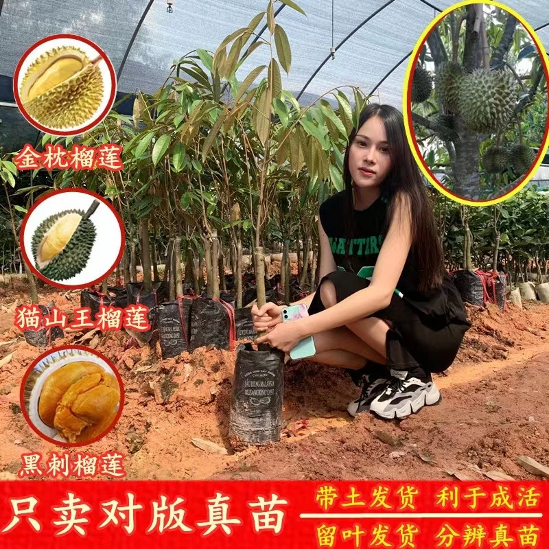 正宗榴莲树苗榴莲树苗猫山王榴莲树苗广西榴莲苗出售泰国榴莲大苗