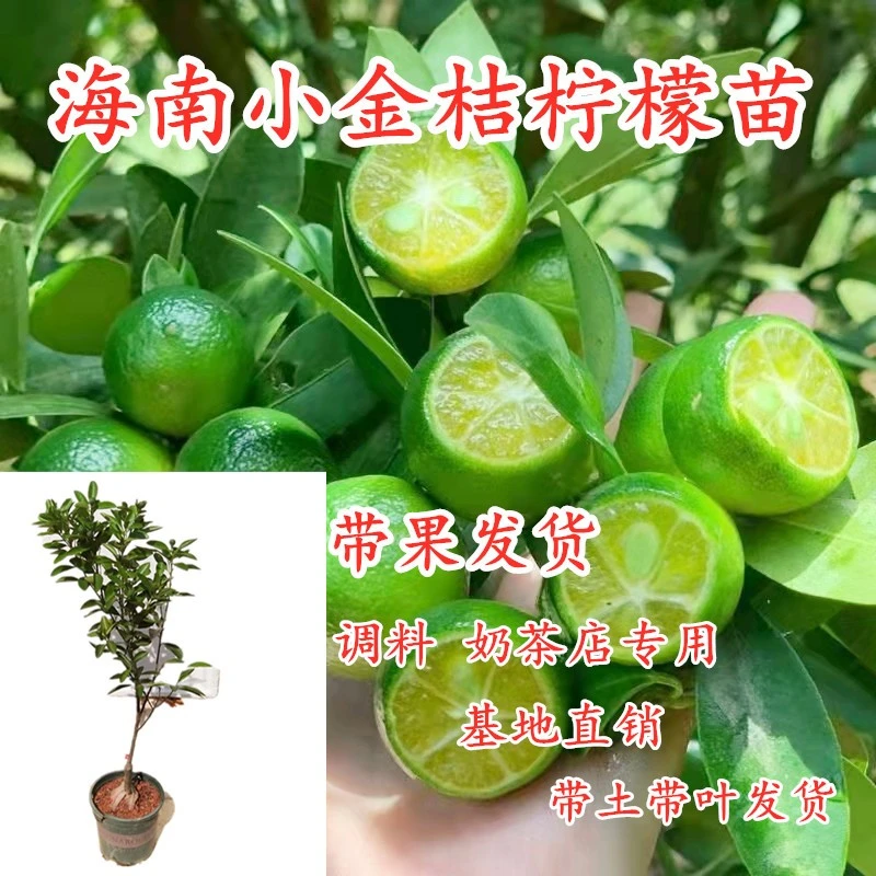 海南小金桔苗树苗小青桔金桔橘子当年结果盆栽阳台庭院种植带果