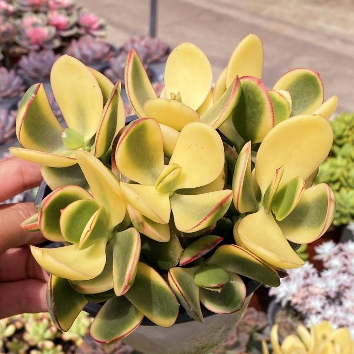 新花月锦（全场两单包邮） 云南精控精养精品多肉植物 带盆