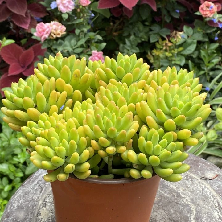 春萌大群(全场两单包邮)云南精控精养精品多肉植物
