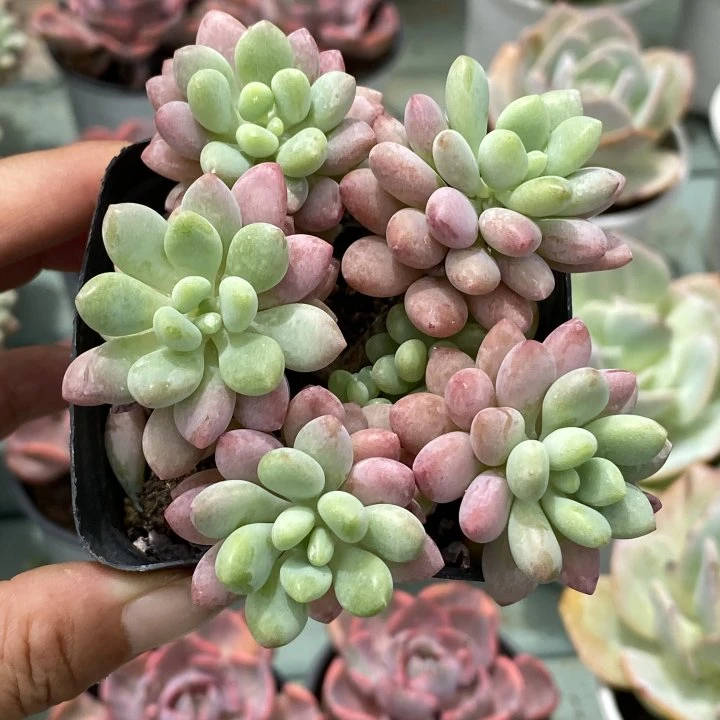 精品状态洛可可(全场两单包邮)米薇花园 脱土