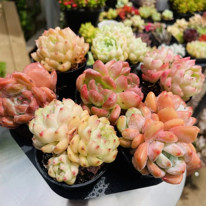 七棵植物（全场两单包邮）七仙女精养精品贵货多肉 带盆