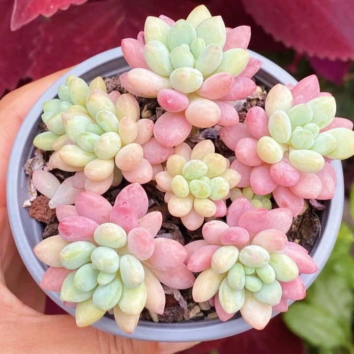 精品洛可可群生（全场2单包邮）   带盆