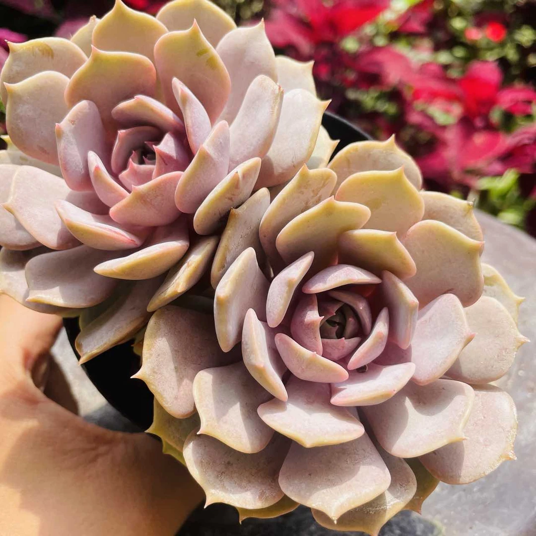 粉蝶双头（全场两单包邮） 云南精控精养精品多肉植物 带盆