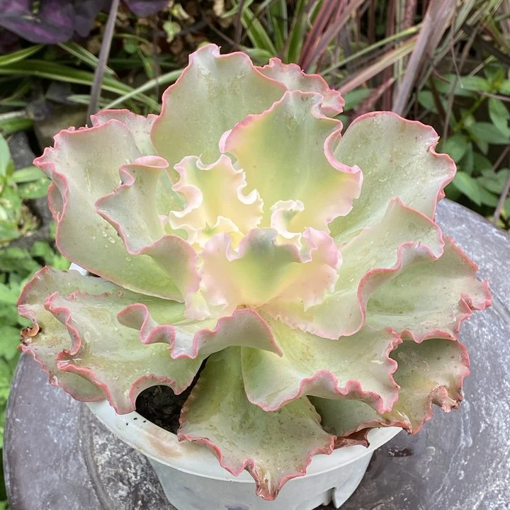 高砂之翁（全场2单包邮）云南精控精养精品多肉植物