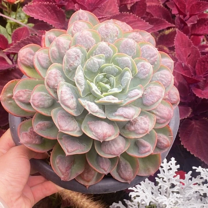 大单头雨滴（多肉植物任意两单包邮） 米薇花园  脱土