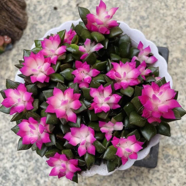 吹雪之松（全场2单包邮）云南精控精养精品多肉植物 带盆